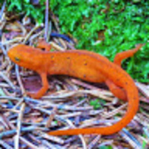 Meet your Posher, Orena